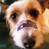 Australia day puppy
