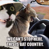 bat country