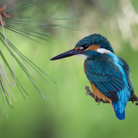 Common KingFisher by Ozan Aktas