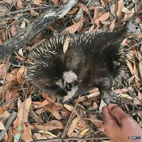 Cute little creature in the Australian bush, wants a cuddle!
