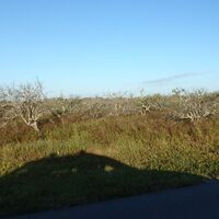 Dead orange grove October 2025