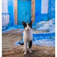 "Chefchaouen, Maroc 2026" by Lionel HUG