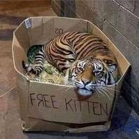 here kitty kitty kitty
