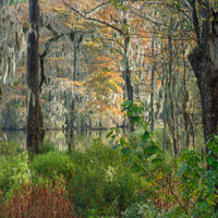 Fall colors come to the swamp by Ed Sanford