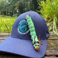 Hickory Horned Devil Caterpillar (harmless)