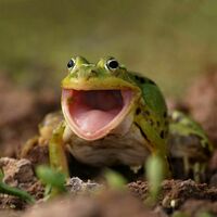 HAR says frog