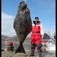 giant halibut