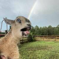 when the rainbow hits ya