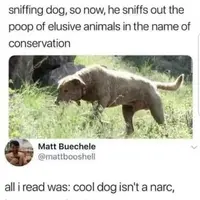 Cool dog