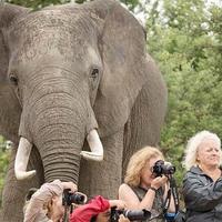 Elephant photobomb