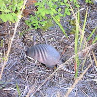 armadillo diggin for a meal