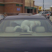 'At'll teach ya for leaving me in the car alone! 