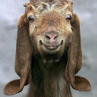 Happy goat-lucky