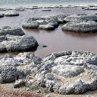 Stromatelites