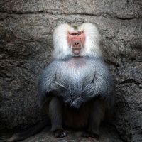 Baboon at the Bronz zoo