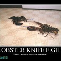 Lobster knife fight