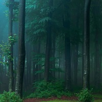 forest in romania