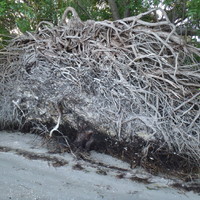 Uprooted on the beach