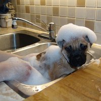 Doggie Bath