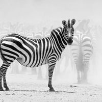 Tanzanian Zebra