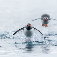 Breakwater Flight by Dylan Giannakopoulos