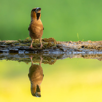 Hawfinch (Coccothraustes coccothraustes) by Danijel TurnÅ¡ek