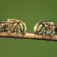 Model bees by Mark Kineth Casindac