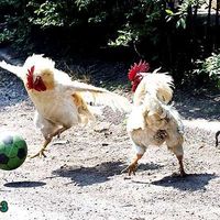 rooster soccer