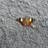 Road moth