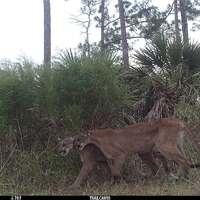 Endangered Florida panthers