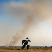 tree running from a fire