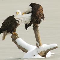 Sneaky eagle