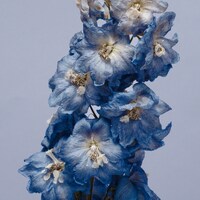 Fading blue flowers with white centers against a soft background by Takashi Miyazaki
