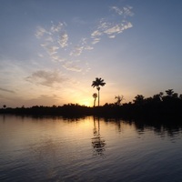 Royal palm sunrise
