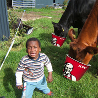 Oh Snap.... Cows ate da KFC