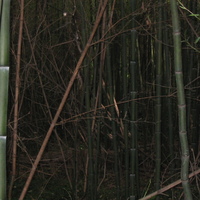 more bamboo
