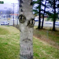Creepy tree