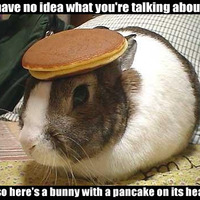 Rabbit pancakes rule