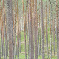 Forest in Latvia