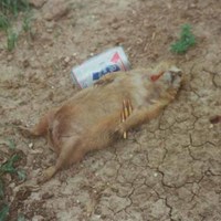 Prairie Dog (dead)