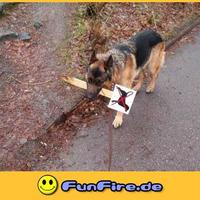 Good doggie!