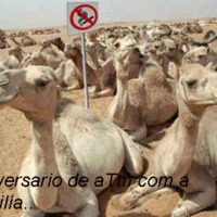 Smoking camels
