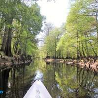 Green Swamp Florida 1