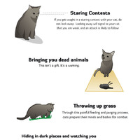 HOW TO TELL IF YOUR CAT IS PLOTTING TO KILL YA