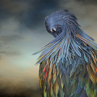 Nicobar Pigeon by Christina Brown