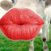 kiss the cow