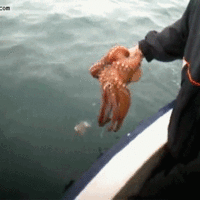 Octopus out of water