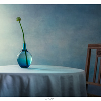 Allium, Étude V, Thiré, France 2025 by Lionel HUG