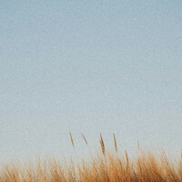 Tall dry grass against a clear blue sky by Kristaps Ungurs