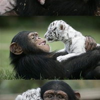 chimp-and-tiger